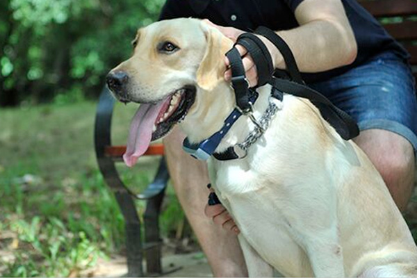 Pets Tracking